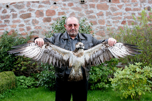 Gerhard Berghöfer hält den toten Adler mit ausgebreiteten Schwingen zwischen seinen Armen