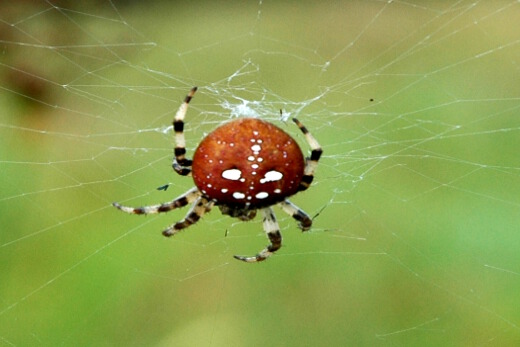 Vierfleckkreuzspinne mit braunem Hinterleib und vier symmetrisch angeordneten gr&ouml;&szlig;eren und vielen kleinen wei&szlig;en Flecken sitzt in ihrem Netz.