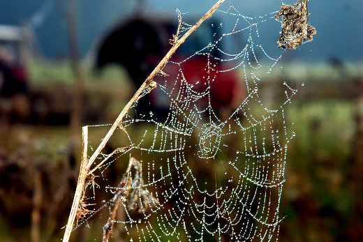 Auf einem Spinnennetz haben sich Tautropfen gesammelt, die in der Sonne glitzern.