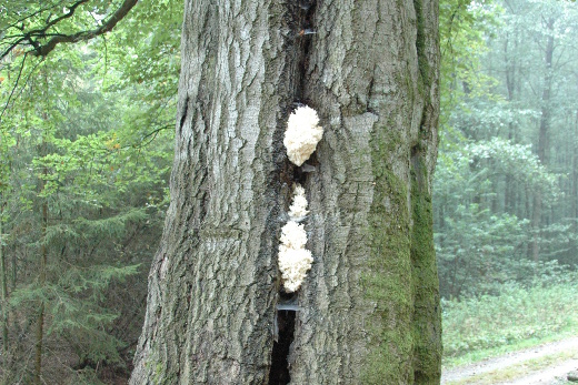 In einem Baumspalt wachsen weiße Zotteln: Der Ästige Stachelbart