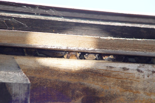 Wochenstube von Zwergfledermäusen in einer Spalte an einer Hauswand