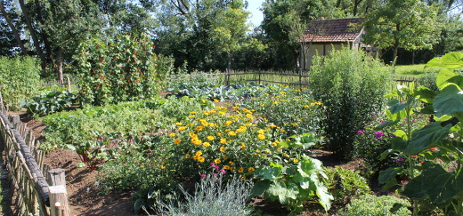 Alter Bauerngarten mit bunten Blumen und Flechtzaun