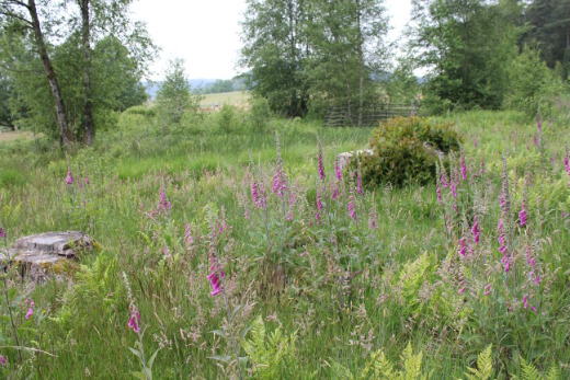 20150621_nabu_jubilaeum_077_520x347