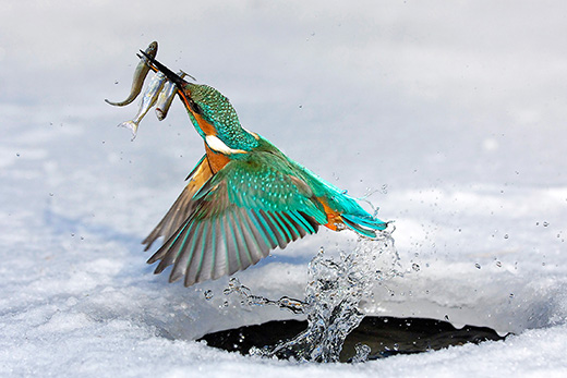 delpho_eisvogel_9784bs_520x347