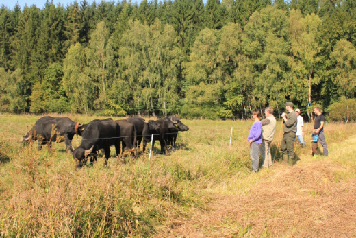 20160924_nabu_feuchtwiesen_088_520x347