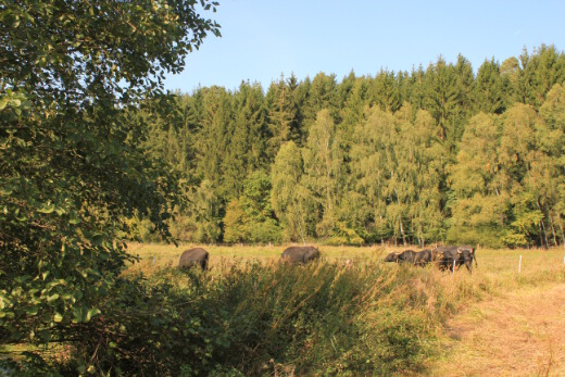 20160924_nabu_feuchtwiesen_125_520x347