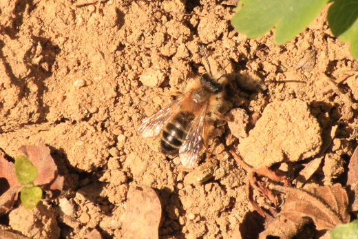 20170327_natur_garten_029_520x347