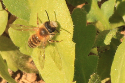 20170327_natur_garten_075_520x347