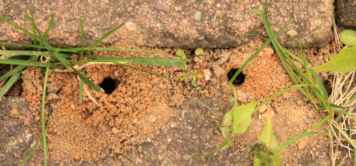 Zwei Sandbienen-Nester, kleine Sandhäufchen mit Loch in der Mitte