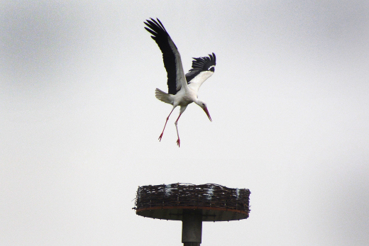 Wei&szlig;storch schwebt &uuml;ber dem Nest