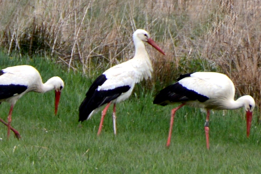 Drei Wei&szlig;st&ouml;rche auf Nahrungssuche in einer Wiese
