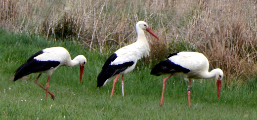 Drei Weißstörche auf Nahrungssuche in einer Wiese im Wetschaftstal