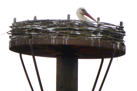 Brütender Storch auf dem Horst in Münchhausen