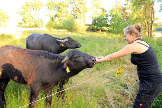 Zwei der Tiere schnüffeln an Christina Kahlers ausgestreckter Hand