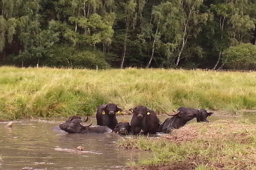 Wasserbüffel stehen im Wasser