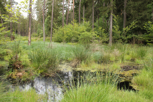20180624_nabu_burgwaldmoore_015_520x347