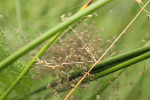 20180624_nabu_burgwaldmoore_021_520x347