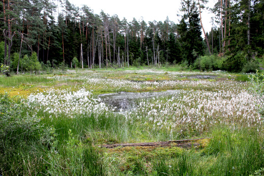 20180624_nabu_burgwaldmoore_042_20110619_adfc_burgwaldrunde_019_520x347