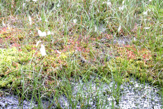 20180624_nabu_burgwaldmoore_042_20110619_adfc_burgwaldrunde_023_520x347