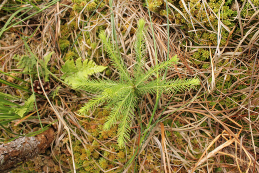 20180624_nabu_burgwaldmoore_047_520x347