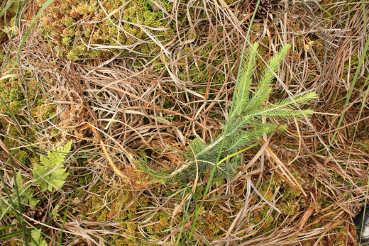 20180624_nabu_burgwaldmoore_049_520x347