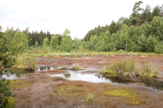20180624_nabu_burgwaldmoore_054_520x347
