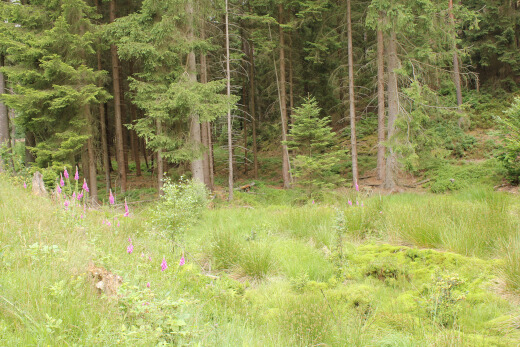 20180624_nabu_burgwaldmoore_083_520x347