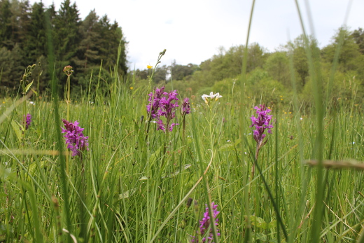 Breitblättriges Knabenkraut im Naturschutzgebiet Nemphetal